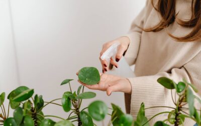 From Wabi Sabi Futures to The Understory Art Therapy